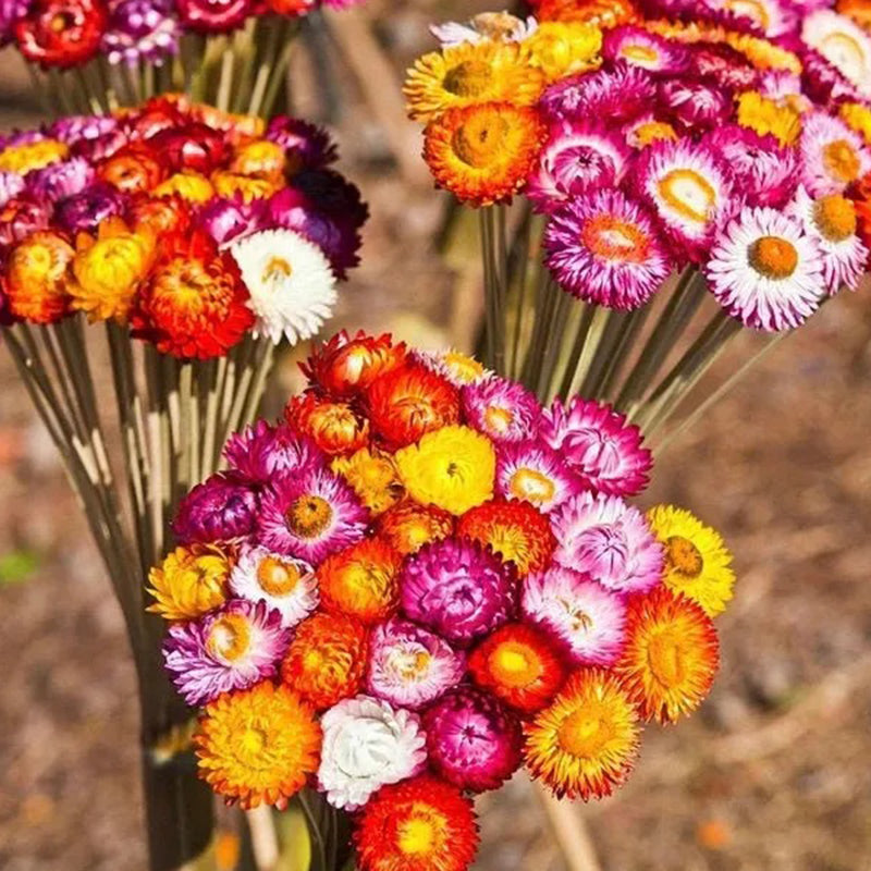 Semillas de flores de helicriso, margaritas perennes y flores de paja mixtas
