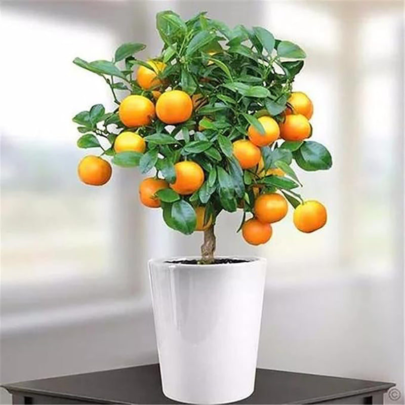 Semillas de árbol de naranja Bonsai Fruta dulce deliciosa Jugosa Hermosas plantas en macetas Sabor robusto Fácil cuidado
