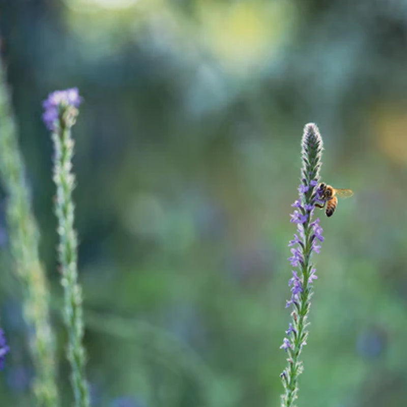 Verbena occidental