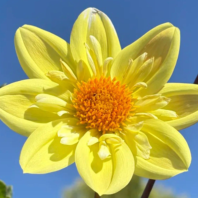 Bright Yellow Dahlia Seeds