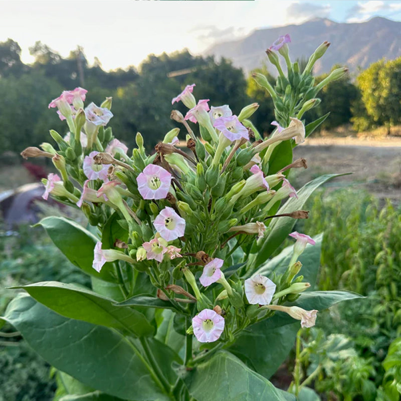 Semilla de tabaco Shirazi