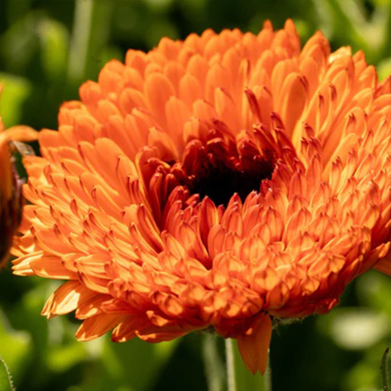 Neon Calendula