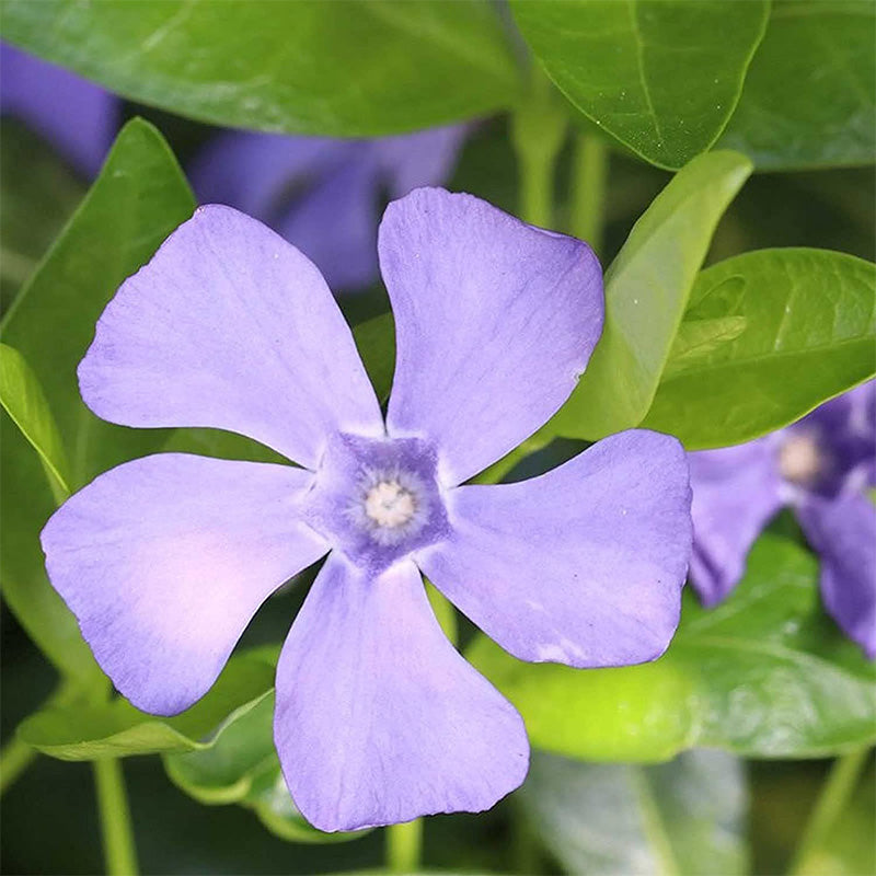 Fresh Garden Vinca Minor Seeds