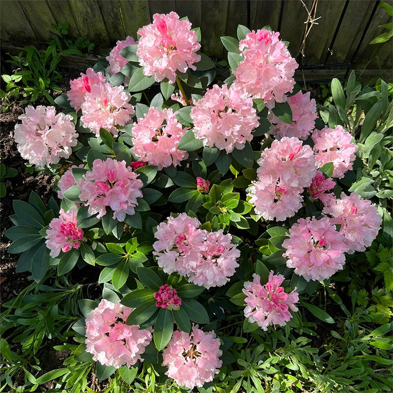 Semillas de azalea alpina, especies raras