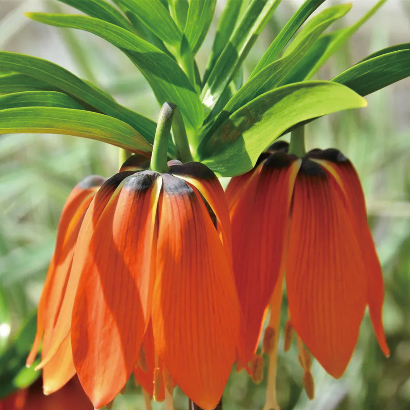 Fritillaria Corona Imperial Aurora
