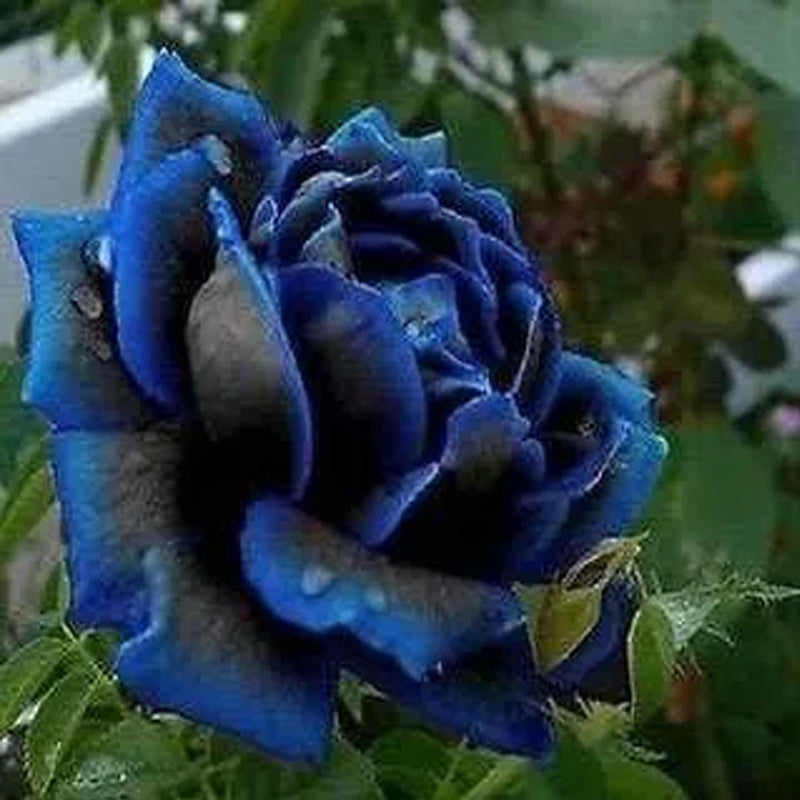 Rosa azul negra rara - semillas