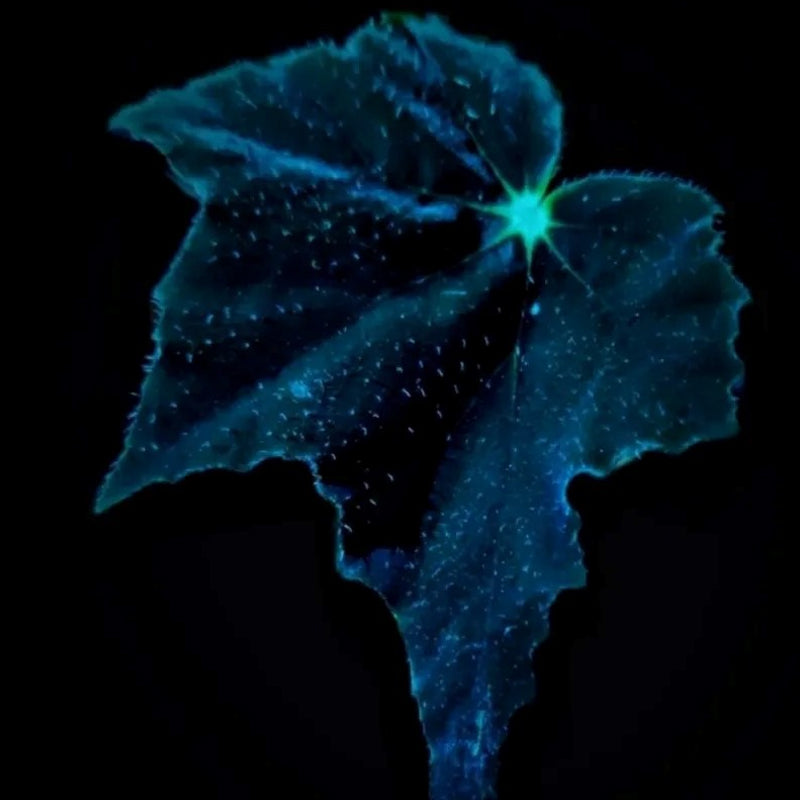 Black Swan Begonia