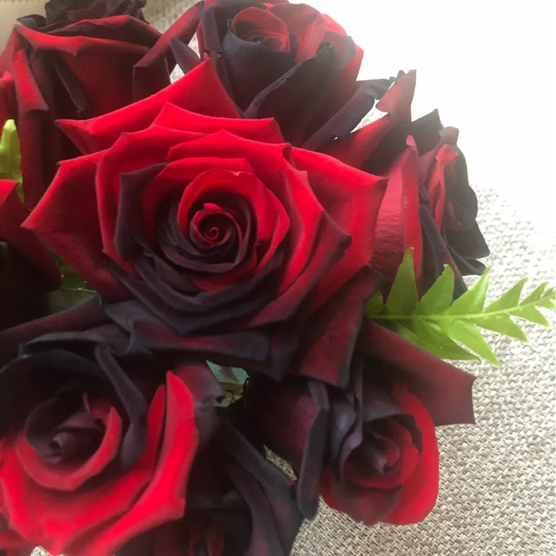 Carmen Rose - Twin Red Black Rose Seeds