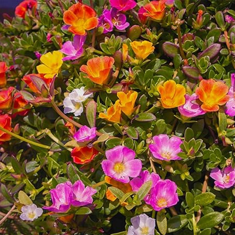 Semillas de rosa musgosa para plantar al aire libre Semillas de verdolaga raras Planta suculenta para cubrir el suelo Semillas de portulaca oleracea