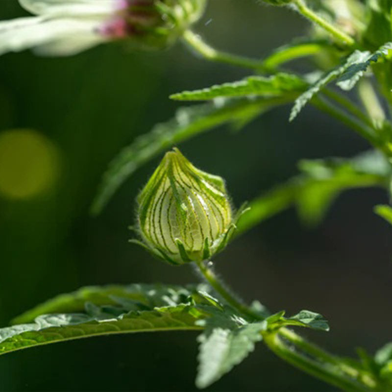 Flower of an Hour (Hibiscus trionum)