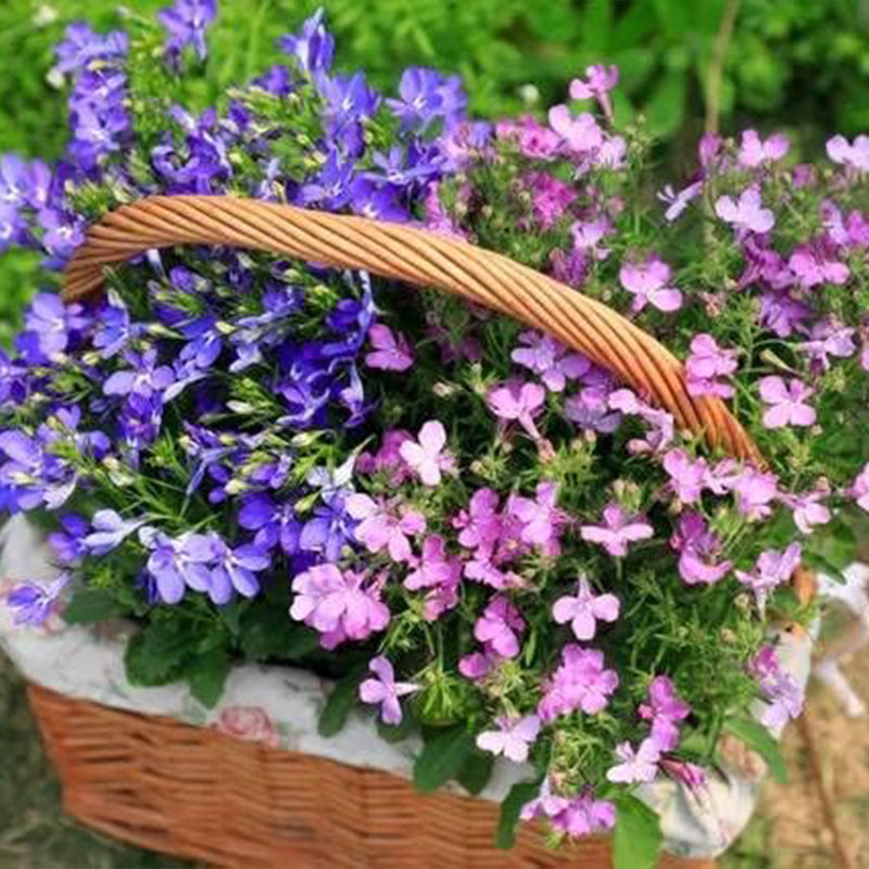 Mix Creeping Thyme Seeds for Planting Ground Cover Plants Easy to Plant and Grow