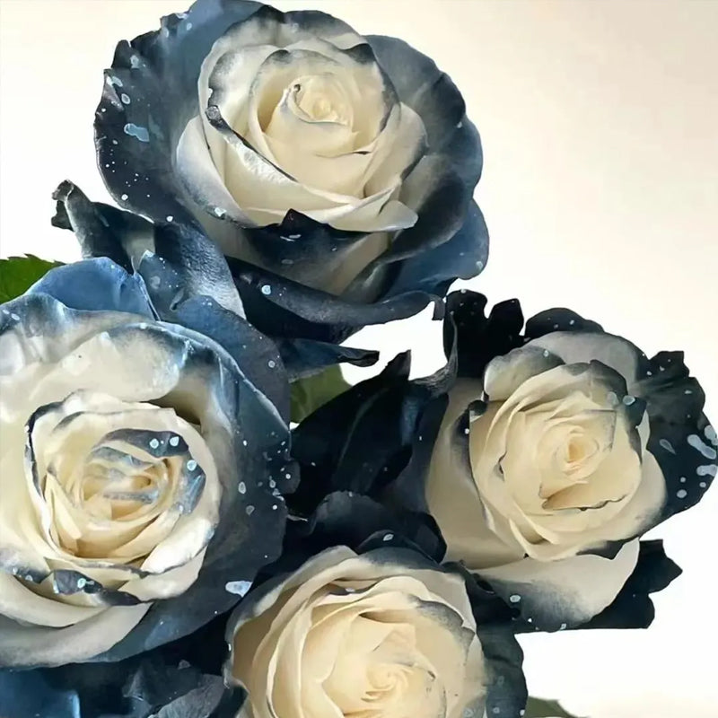 Rosa Galaxia Estrellada - Rosa Rara