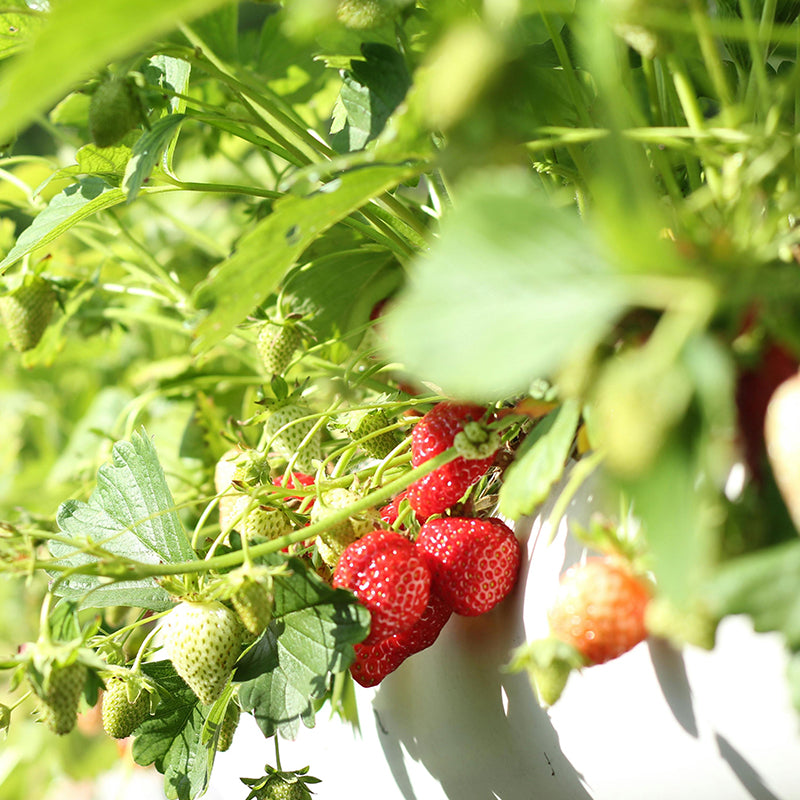 Semillas de fresa trepadora roja Planta de fruto perenne Jardín casero Dulce y delicioso