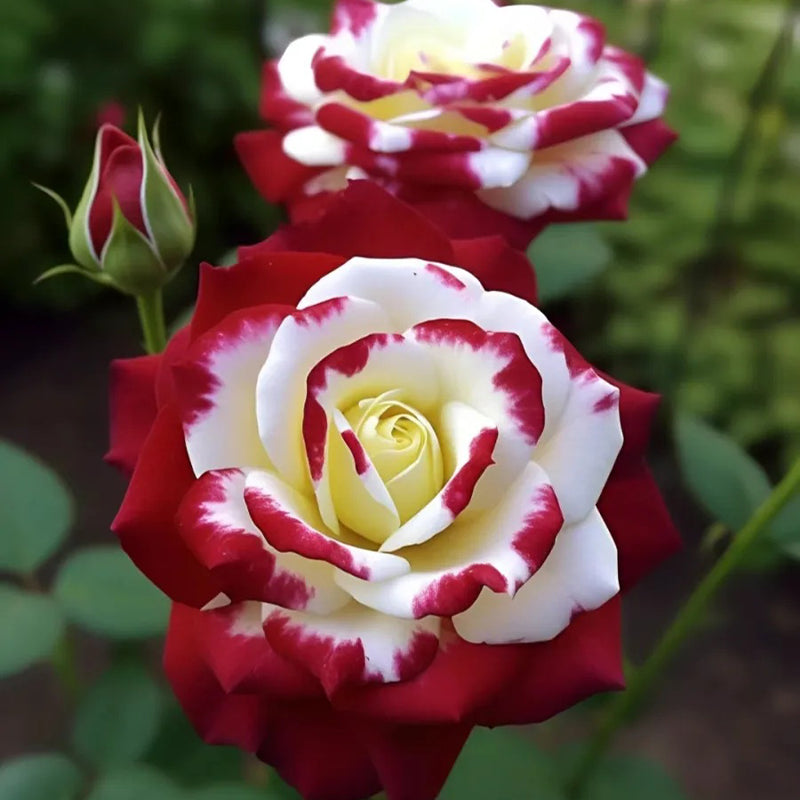 Rosas gemelas raras: resplandor del atardecer