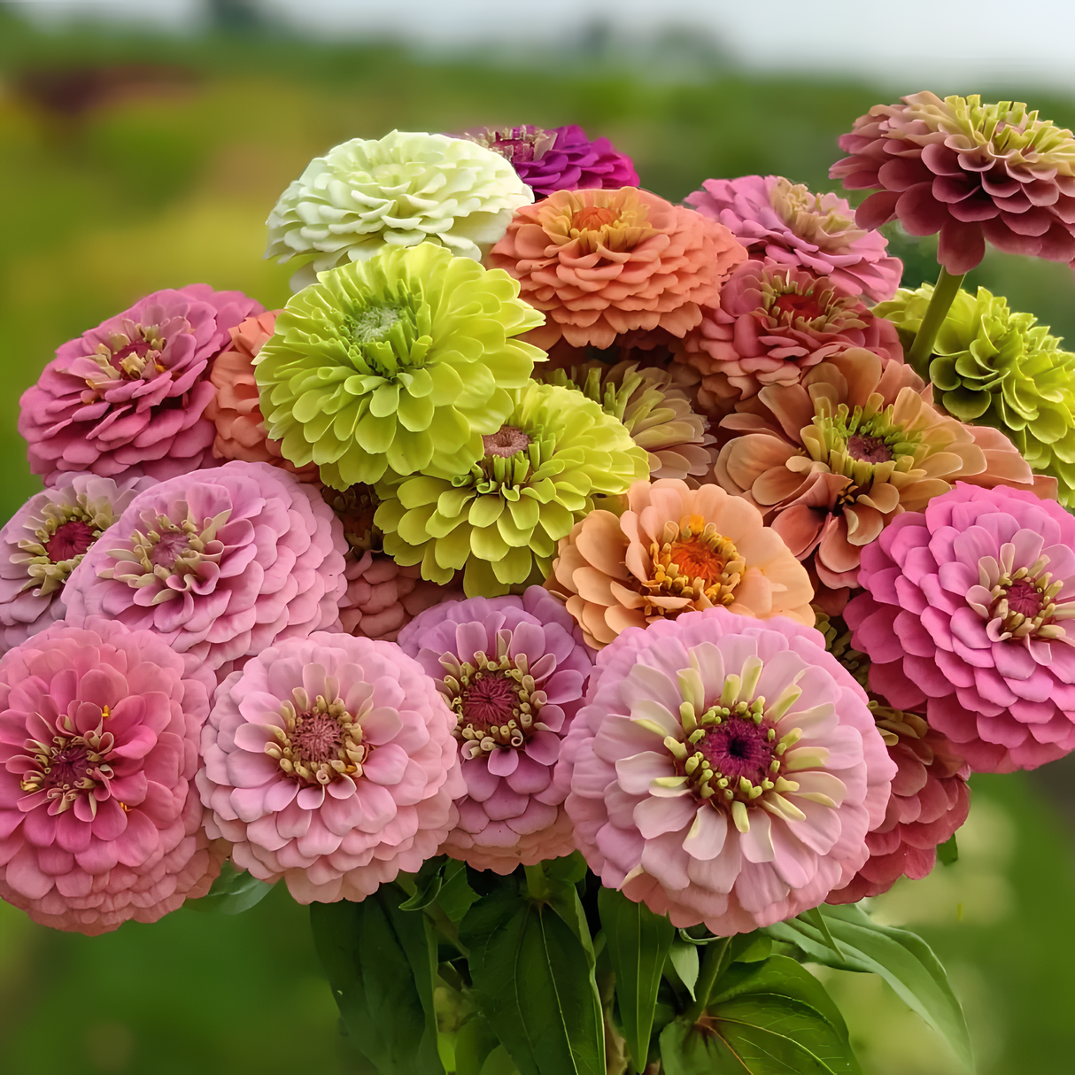 Double Zinnia Mixed Color Seeds