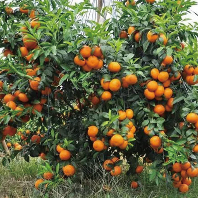 Red Tangerine Seeds-Sweet, Juicy, Abundant Harvests