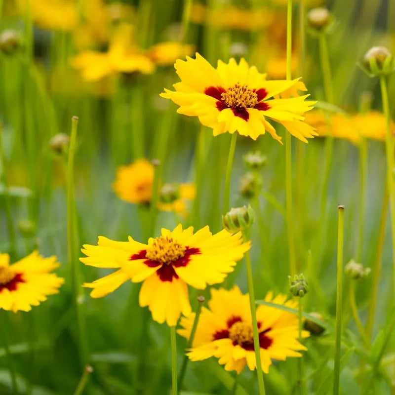 Beneficial Bug Haven Wildflower Seed Mix