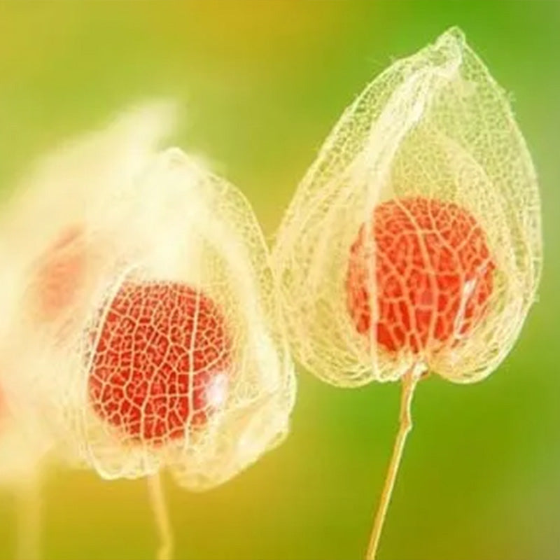 Physalis alkekengi,Strawberry groundcherry,Winter Ground Cherry - Chinese Lantern Seeds