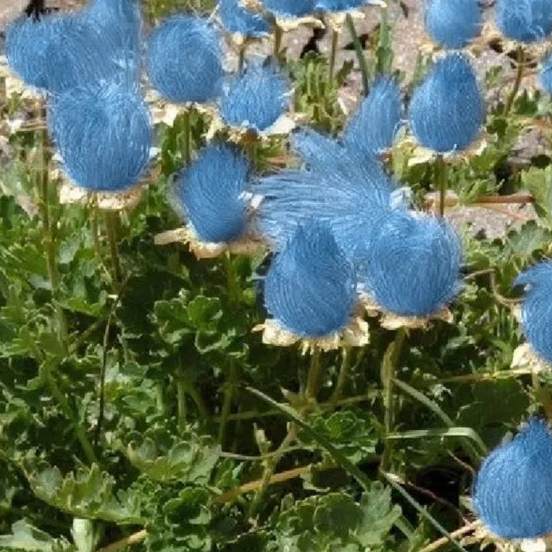 Flor de humo de pradera azul