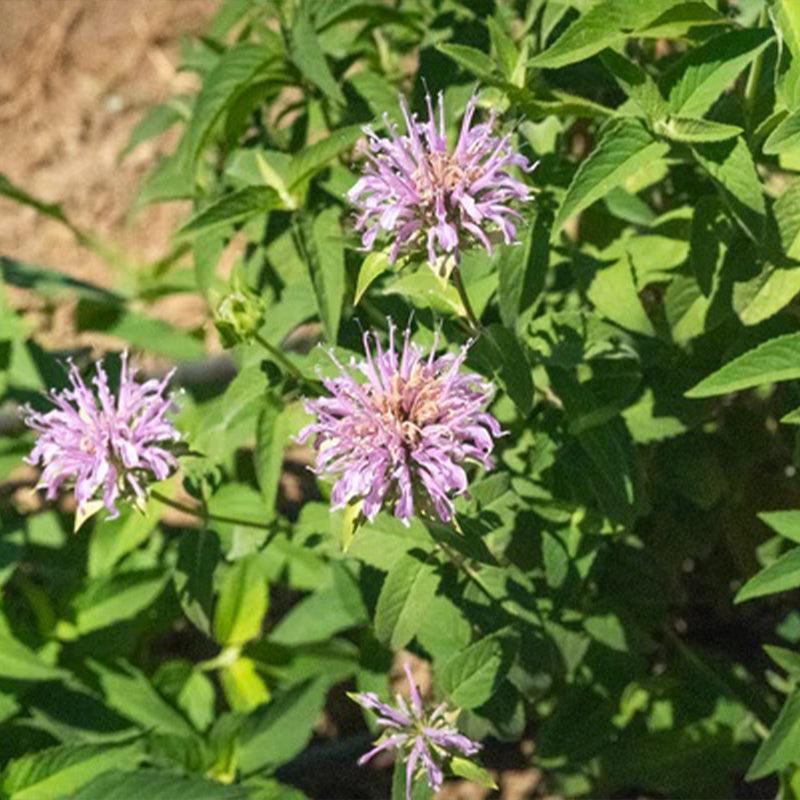 Bee Balm (Wild Bergamot Lavender)