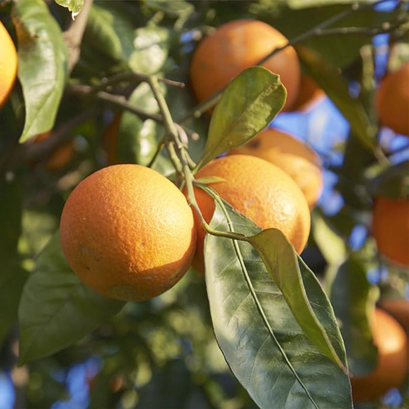 Semillas de árbol de naranja sanguina de rápido crecimiento, ricas en vitamina C, jugosas, sin OGM, para patio, interior y exterior