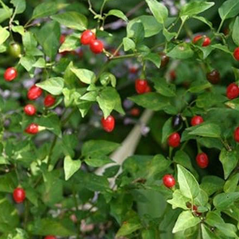 Pimientos Piquín - Pequeños pimientos de un rojo brillante - ¡¡Tienen un gran impacto!!