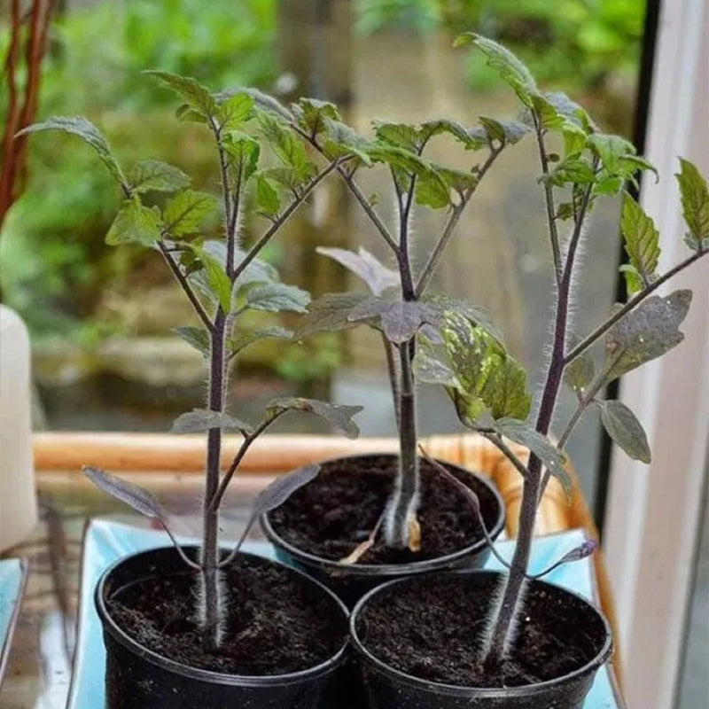 Semillas de tomate orgánico de rosa índigo, Solanum lycopersicum