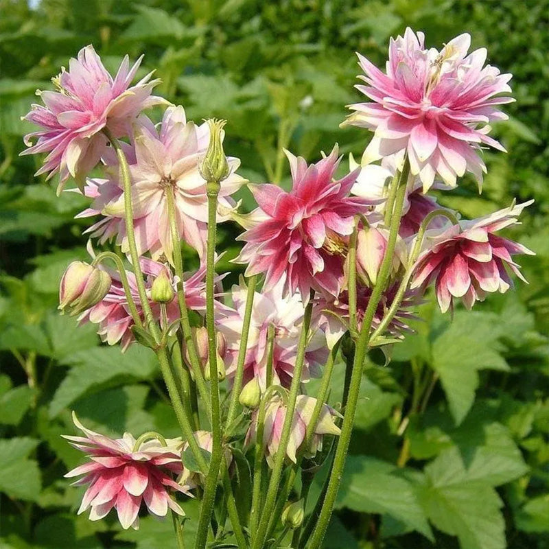 NORA BARLOW Pink COLUMBINE Aquilegia Caerulea Flower Seeds