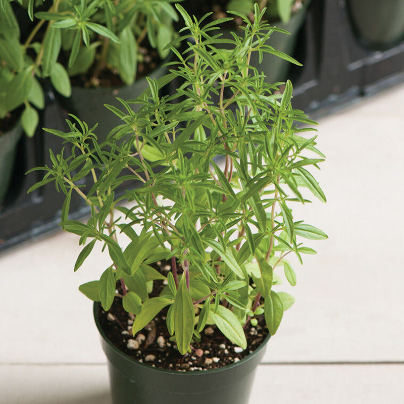 Semillas de hierba compacta de ajedrea de verano