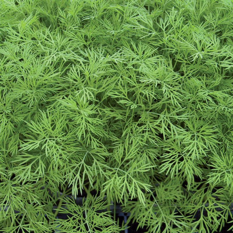 Semilla de eneldo Ella