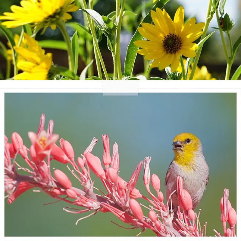 Colección de polinizadores Autumn Magic