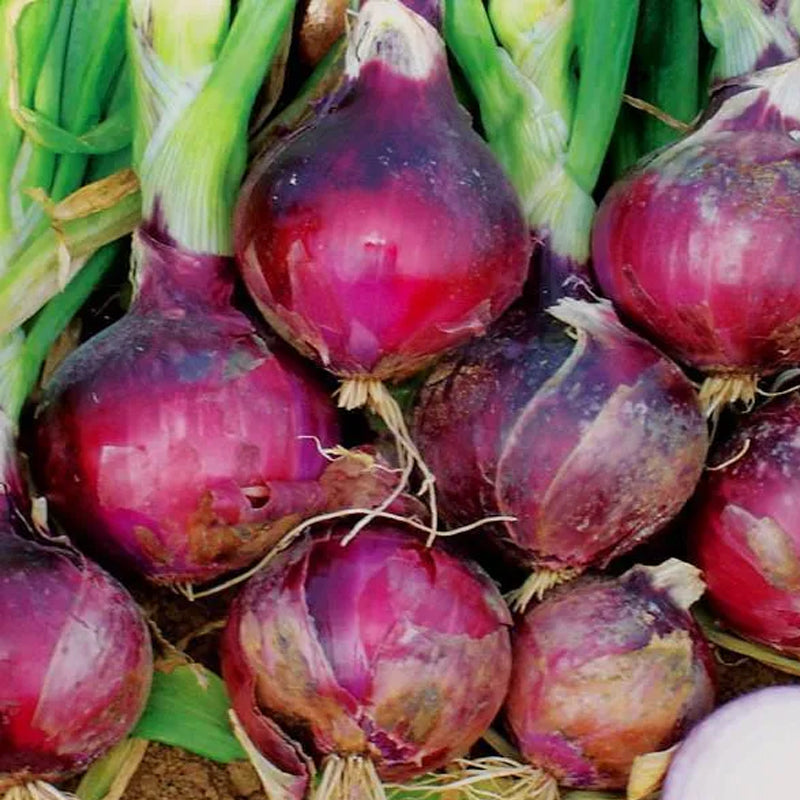 Purple Fruit Onion Vegetable Seeds