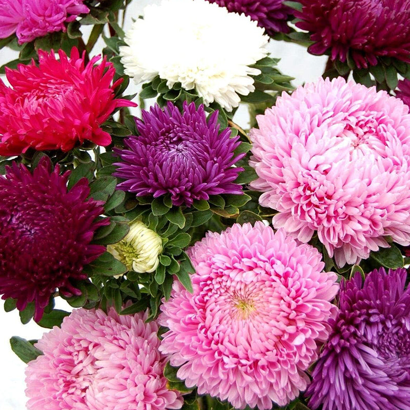 Mezcla de peonías y asters para plantar