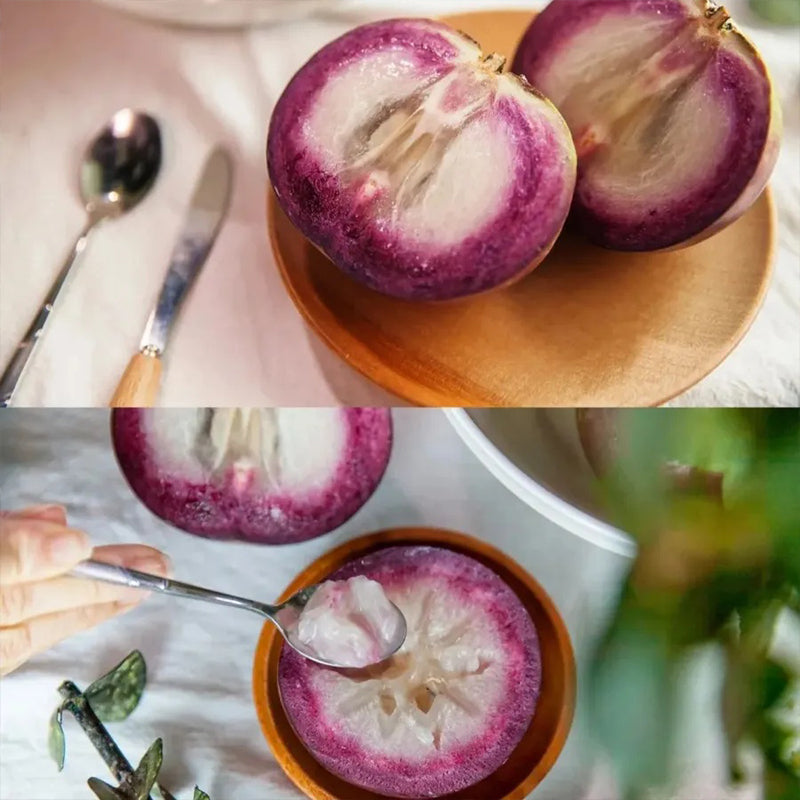 Semillas de fruto de leche: caimito, Chrysophyllum cainito