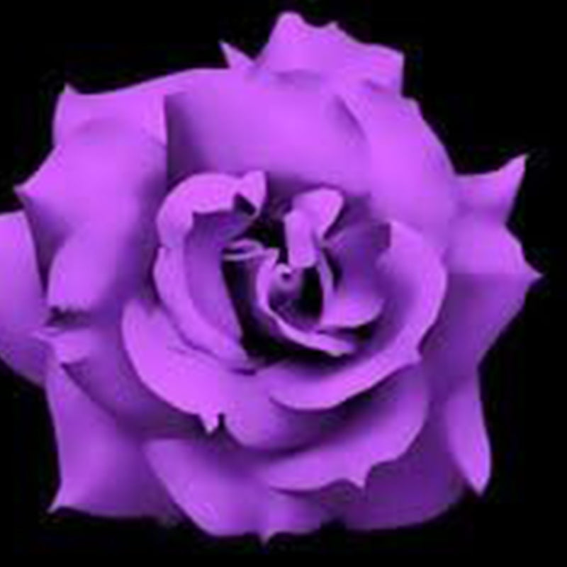 Purple Rose Rosa Bush Shrub Perennial Flower Seeds