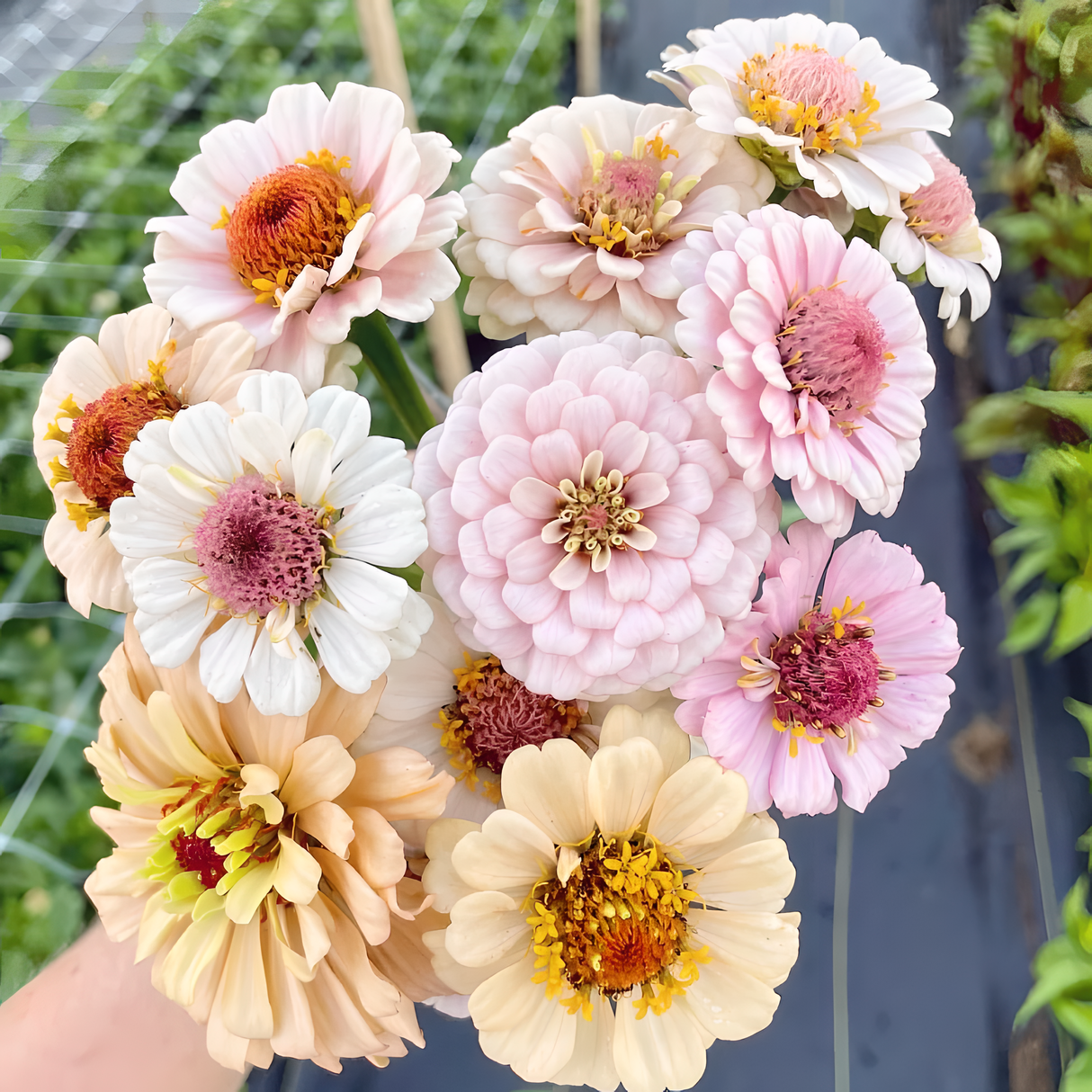Double Zinnia Mixed Color Seeds