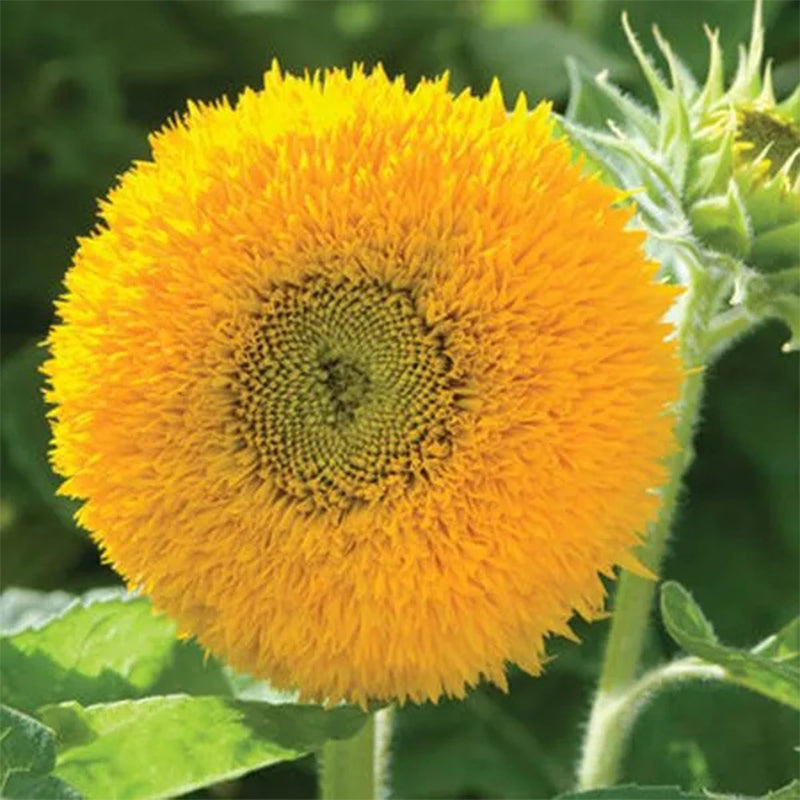 Osito de peluche girasol