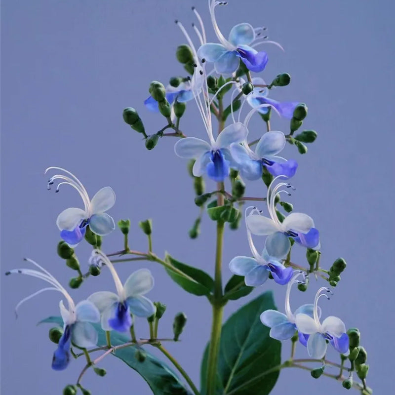 Blue Butterfly Flower Easy