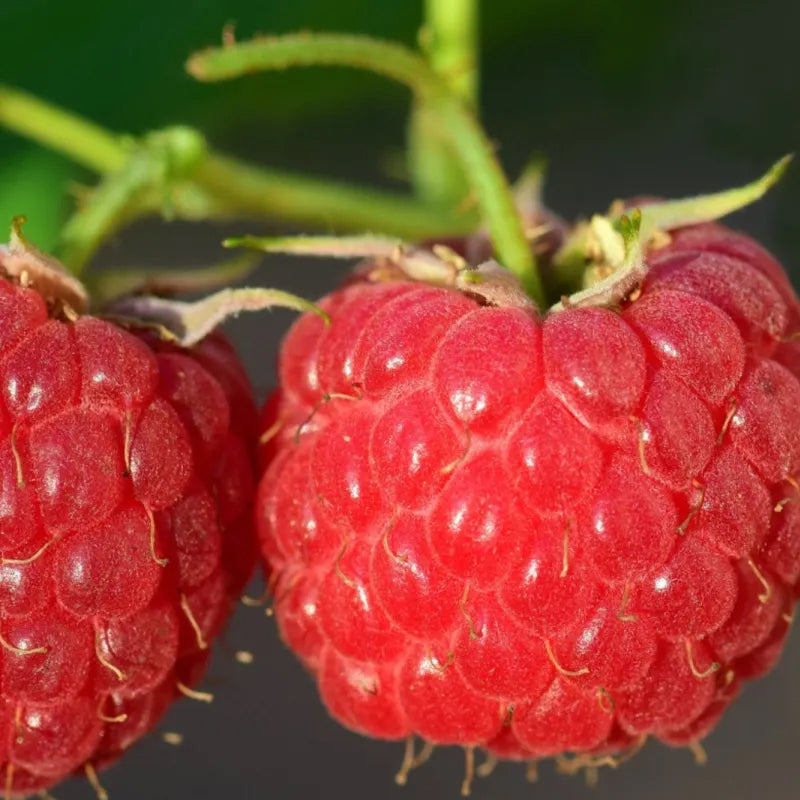 Red Raspberry Seeds