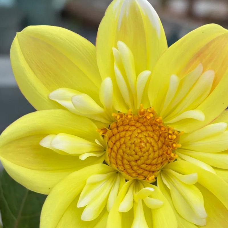 Bright Yellow Dahlia Seeds