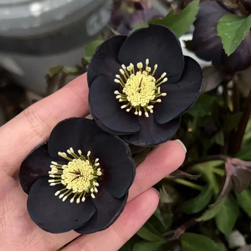 Rosa navideña-Eléboro negro