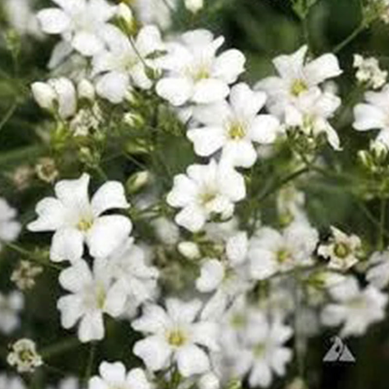 Gypsophila seeds Baby’s Breath Gypsophila