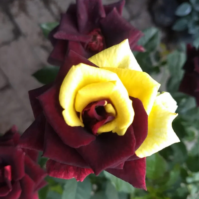 Semillas de rosa rara gemela roja y amarilla