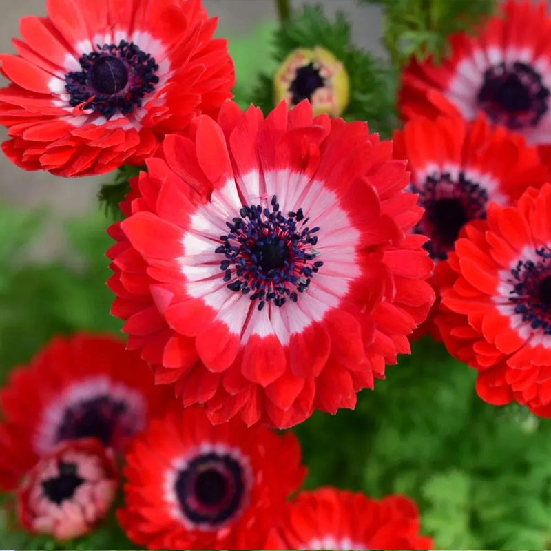 Semillas de anémona doble: ¡Agregue elegancia resistente a su jardín!