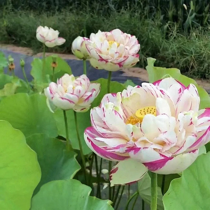 Bonsai Double Lotus Seeds-Pure Heart