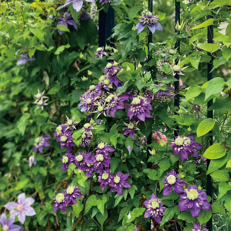 Clematis Taiga Seeds