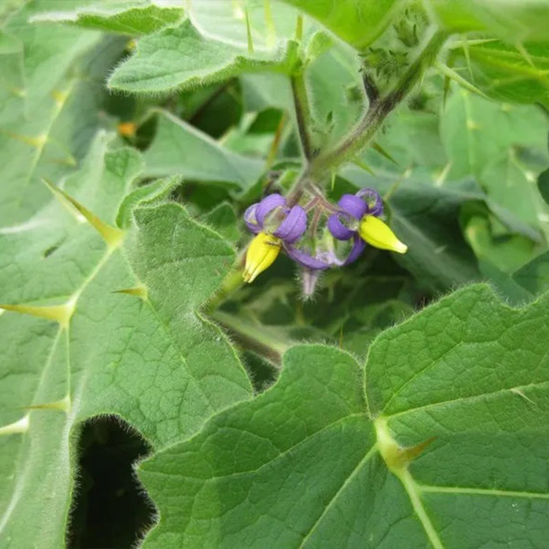 Semillas de fruta de pezón ~ Ubre de vaca ~ Fruta de teta ~ Manzana de Sodoma (Solanum mammosum) ~ Fruta de pezón Fruta extraña de la familia Solanum