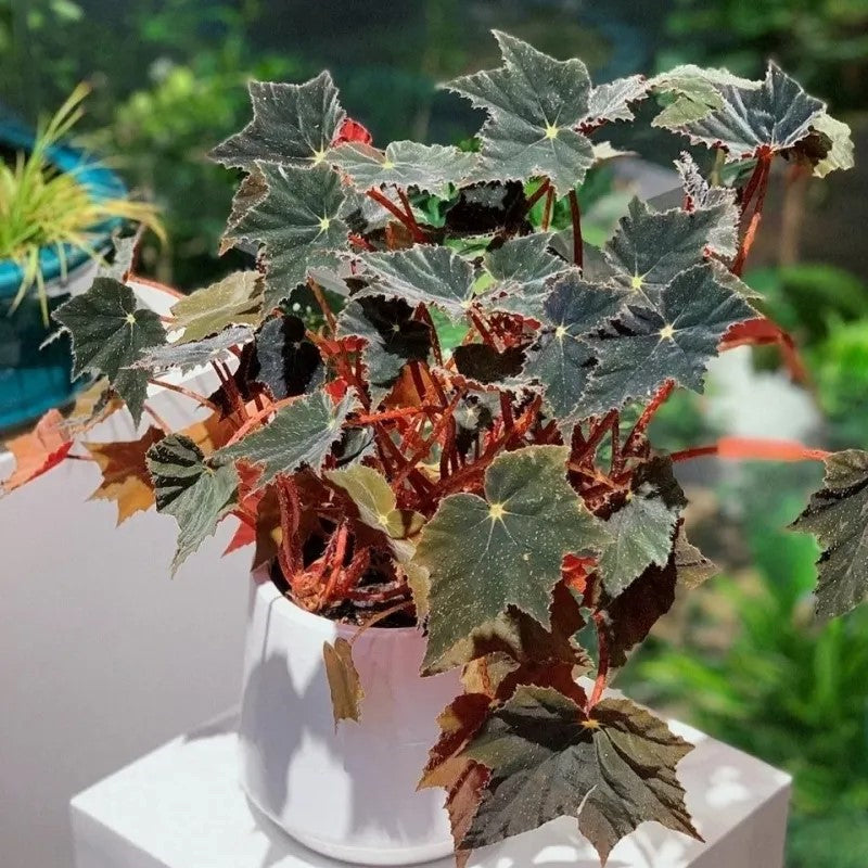Black Swan Begonia