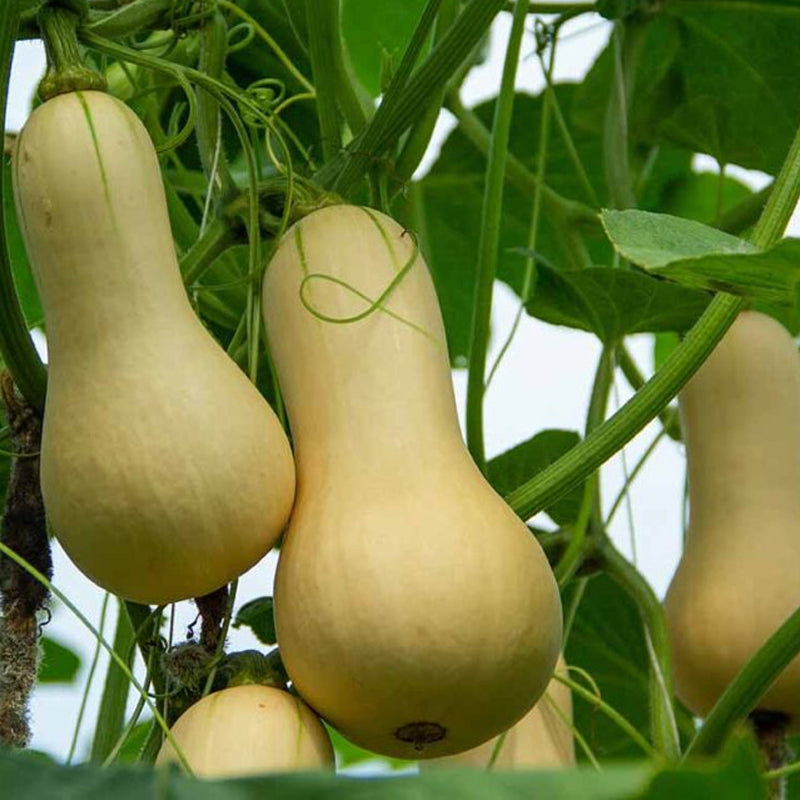 Semillas de calabaza de invierno Butterbush