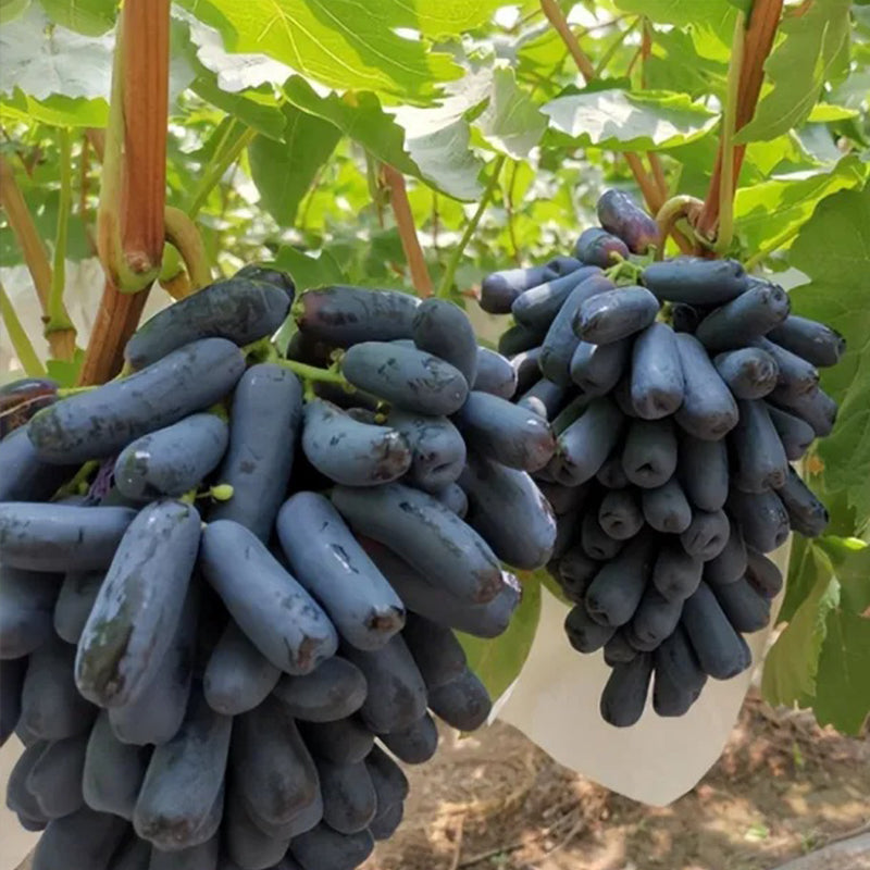 Semillas de uva zafiro sin semillas